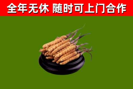 同心回收散虫草